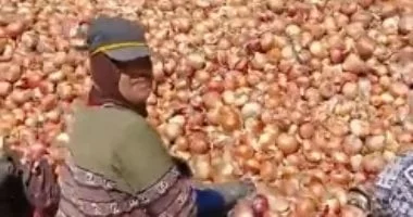 صادرات مصر من البصل تتجاوز 85 ألف طن منذ بداية 2026