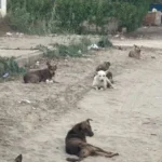 خطة حكومية لمواجهة الكلاب الضالة