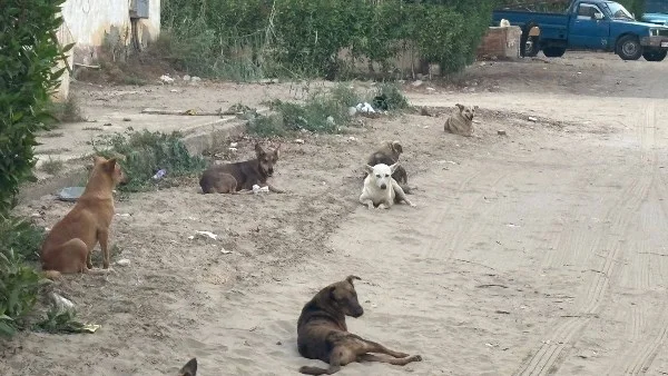 خطة حكومية لمواجهة الكلاب الضالة