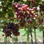 صادرات مصر من العنب تصل إلى 58 ألف طن منذ بداية 2023