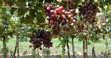 صادرات مصر من العنب تصل إلى 58 ألف طن منذ بداية 2023