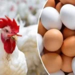 ارتفاع أسعار البيض والفراخ اليوم بالأسواق المصرية