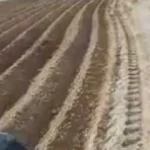 الأمثال الشعبية والزراعة في مصر: فلسفة العمل والإنتاج