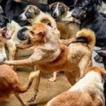 اجتماع النواب يناقش زيادة الكلاب الضالة ومشكلات الصرف الصحي