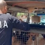 جهود لمواجهة الكلاب الضالة في المدن الجديدة