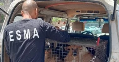 جهود لمواجهة الكلاب الضالة في المدن الجديدة