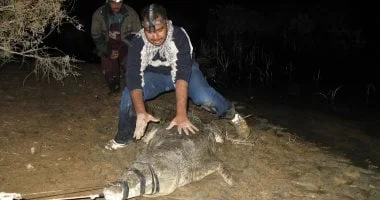 إجراءات اصطياد التماسيح في أسوان