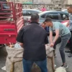 حملات مكثفة لمواجهة الفريزة والنباشين بالإسكندرية