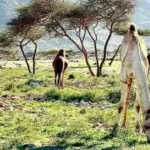 حلايب.. كنز الجنوب التاريخي والموقع الجغرافي المتميز