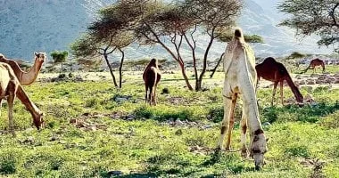 حلايب.. كنز الجنوب التاريخي والموقع الجغرافي المتميز