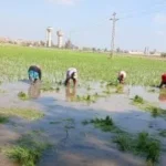 زراعة الأرز في الشرقية: موسم الخيرات يبدأ بيد المرأة