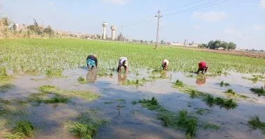 زراعة الأرز في الشرقية: موسم الخيرات يبدأ بيد المرأة