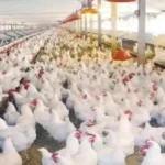 تحذير من اتحاد الدواجن: خطر ارتفاع الأسعار قادم