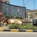 محافظ بورسعيد يتخذ إجراءات حاسمة لمنع الهائمين بالشوارع