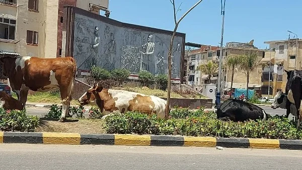 محافظ بورسعيد يتخذ إجراءات حاسمة لمنع الهائمين بالشوارع