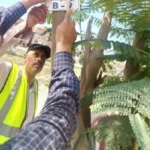 الإسماعيلية تنفذ المبادرة الرئاسية “100 مليون شجرة”