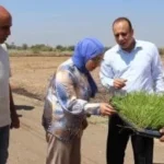 تدشين موسم الأرز بجامعة بنها لتعزيز البحث الزراعي