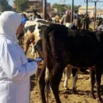 جهود وزارة الزراعة لرصد الأمراض في الثروة الحيوانية