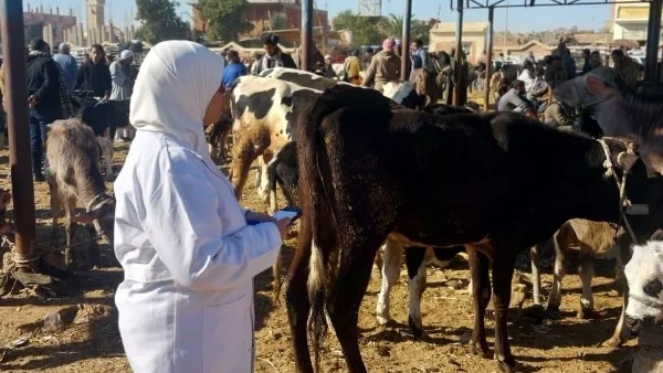 جهود وزارة الزراعة لرصد الأمراض في الثروة الحيوانية