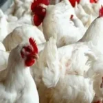 انخفاض أسعار الدواجن في الأسواق المصرية