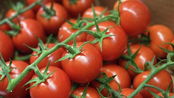 فوائد الطماطم الصحية المذهلة