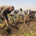 البطاطس المصرية تتصدر الصادرات الزراعية بـ883 ألف طن