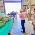 استقبال 241 ألف طن من القمح في أسيوط