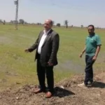 زراعة 50 ألف فدان أرز موفر للمياه بالدقهلية