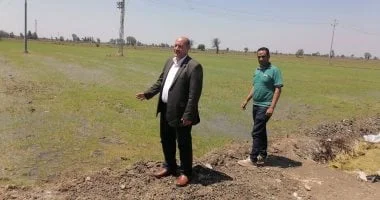 زراعة 50 ألف فدان أرز موفر للمياه بالدقهلية