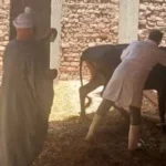 تحصين 80 ألف رأس ماشية بأسيوط لتعزيز الأمن الغذائي