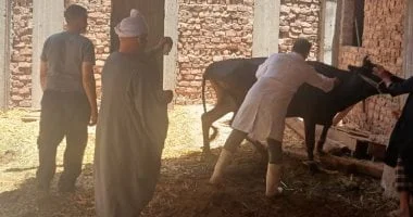 تحصين 80 ألف رأس ماشية بأسيوط لتعزيز الأمن الغذائي