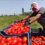 مستقبل الطماطم والمحاصيل الزراعية في مصر
