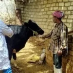تحصين 59 ألف رأس ماشية ضد الحمى القلاعية بالإسماعيلية