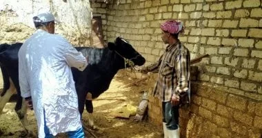 تحصين 59 ألف رأس ماشية ضد الحمى القلاعية بالإسماعيلية