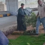 زراعة أحواض الزهور بشارع مشرفة لتحسين المظهر الحضاري