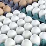 ارتفاع إنتاج البيض في مصر بنسبة 14%