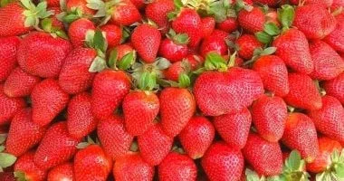 صادرات مصر من الفراولة الطازجة تصل إلى 40 ألف طن