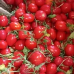 انخفاض أسعار الطماطم بأسواق البحيرة
