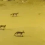 الدكتور الجعفري يشرح طبيعة الثعالب وأمانها حول الإنسان