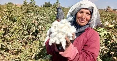 احصاءات القطن لعام 2025: زيادة في استهلاك الأقطان المحلية
