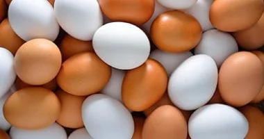 حماية صناعة البيض من تحديات الصيف