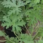 نجاح زراعة نبات “العتر شان” في الوادي الجديد