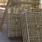 صناعة الأقفاص من جريد النخيل: تراث يحافظ على الهوية