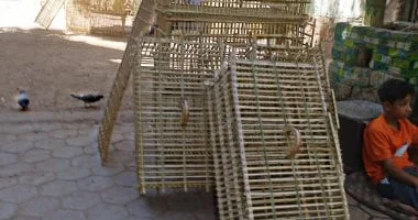 صناعة الأقفاص من جريد النخيل: تراث يحافظ على الهوية