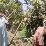 حصاد المانجا في الأقصر: فرحة وفرة وأسعار منخفضة