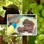 قفزة تاريخية في صادرات مصر الزراعية تتجاوز 300%