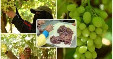 قفزة تاريخية في صادرات مصر الزراعية تتجاوز 300%