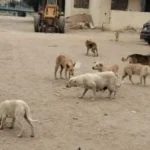 تعاون بين محافظة الجيزة وجهاز 6 أكتوبر لمواجهة الكلاب الضالة