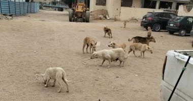 تعاون بين محافظة الجيزة وجهاز 6 أكتوبر لمواجهة الكلاب الضالة