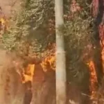 إجراءات لمكافحة حرائق المخلفات الزراعية في الوادي الجديد